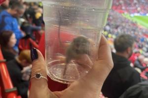 猫抓老鼠专业对口?黑猫桑德兰球迷晒照,在老特拉福德抓住老鼠