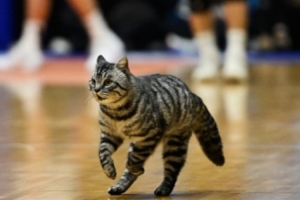 小猫闯入赛场!四川男篮:场馆周边流浪猫误入 将进行妥善安置